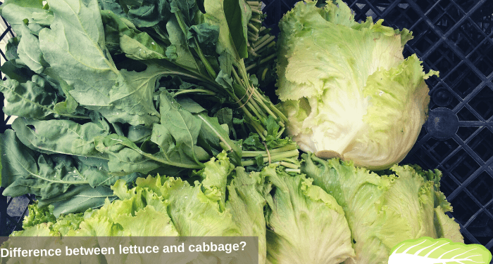 Difference between lettuce and cabbage?